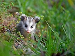 Opossum in grass